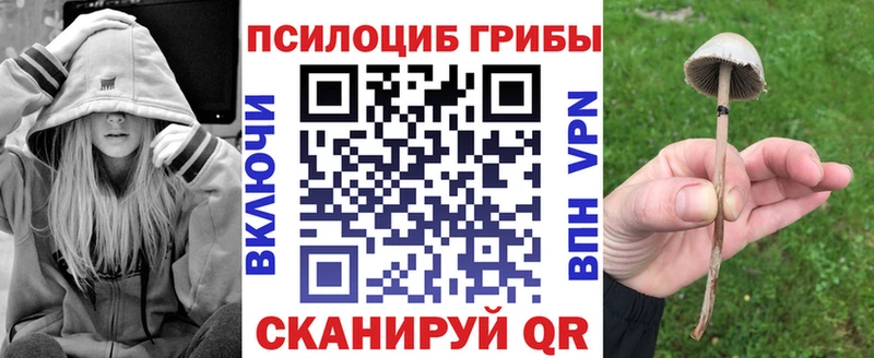 магазин    Шиханы  Псилоцибиновые грибы Psilocybe 